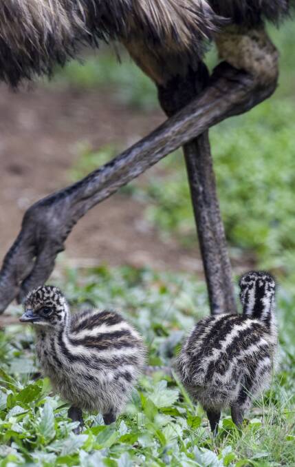 NAMES NEEDED: Tamworth Regional Council is giving locals the chance to name the two new emu chicks at Marsupial Park. Photo:Peter Hardin 200916PHB71