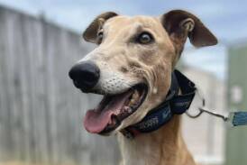 It will be a big day in the Hunter Valley on May 25 when Glandore Wines host a Greyhounds as Pets Adoption Day. Picture supplied
