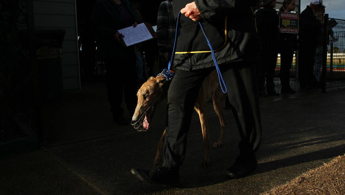 Maitland Racing Track hosted the only greyhound meeting in the state on Thursday. The mood was sombre undercut by deep anger at Premier Mike Baird's decision to ban the industry in NSW. Pictures: Max Mason-Hubers