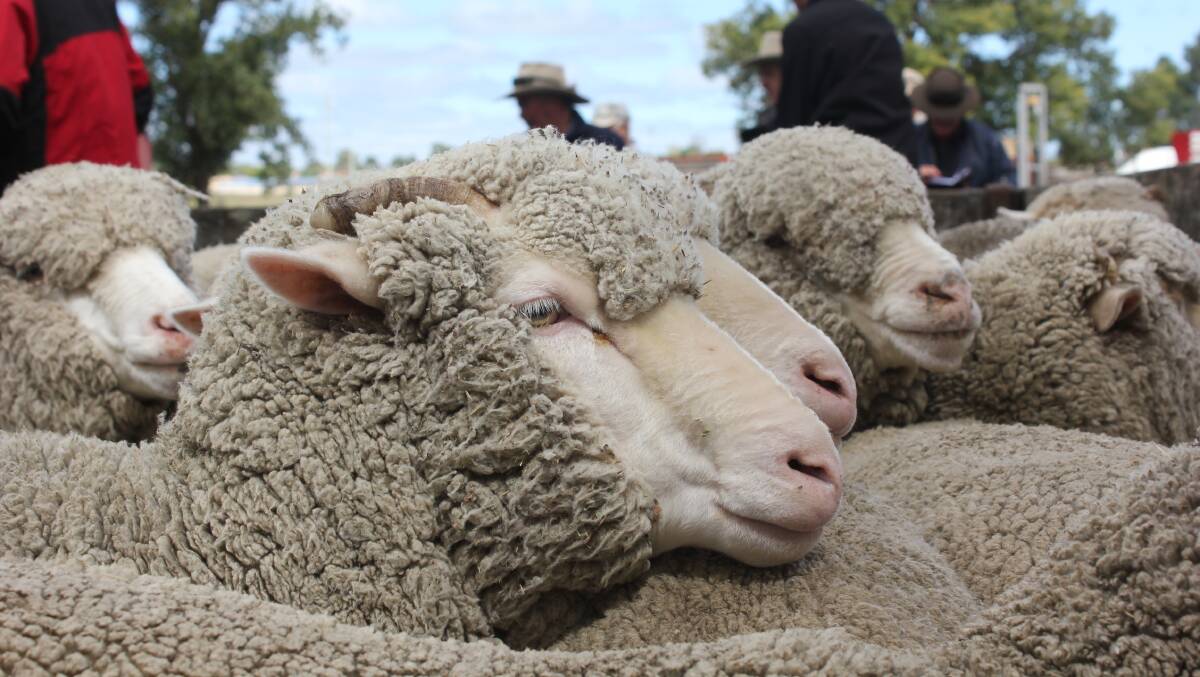 Sheep went for higher prices than ever at the Guyra Saleyards on Wednesday.
