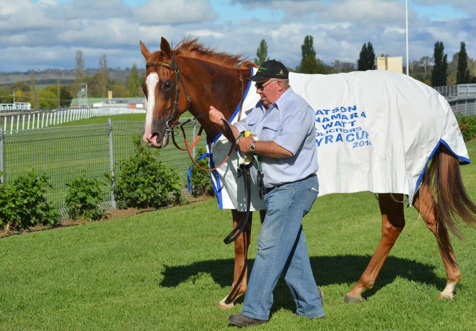 Back for another shot: Single Spirit won the Guyra Cup in 2014 and looks destined to chase a second victory three years on when the race is staged at Armidale on Sunday.