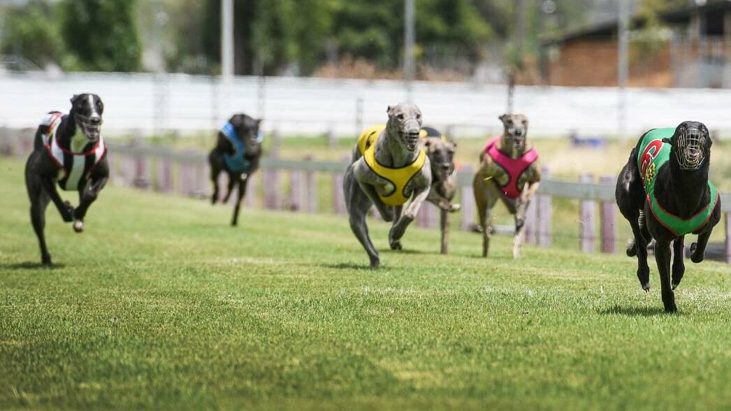 Drawcard: Saturday sees the running of the Coonabarabran Cup heats.
