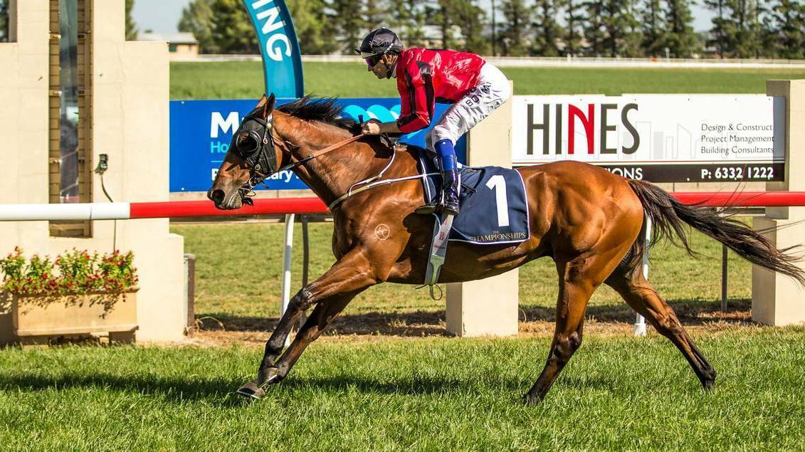 Number one: Binalong Road heads the weights for Sunday's Tamworth Cup despite finishing down the track in his previous two cracks at the race.