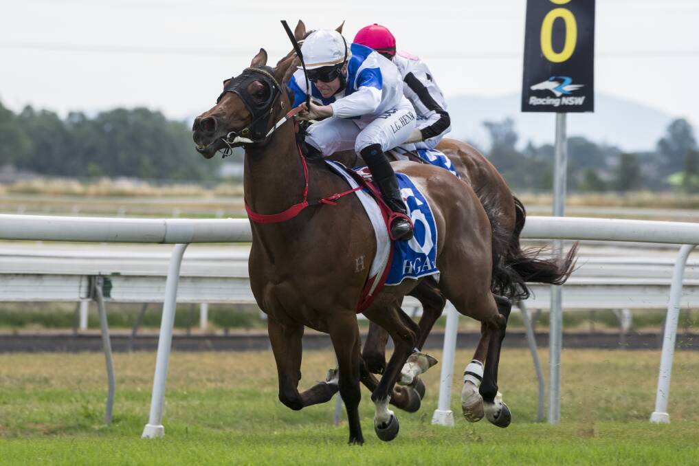 In command: Scone trainer Rod Northam is eyeing off Friday's Quirindi RSL Lightning with talented sprinter Sargent Doakes. Photo: Peter Hardin