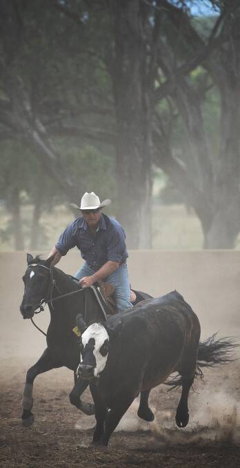 Come here: Troy Palmer made an impact in the Nundle Campdraft at the weekend. Photo: Gareth Gardner 140117GGA03