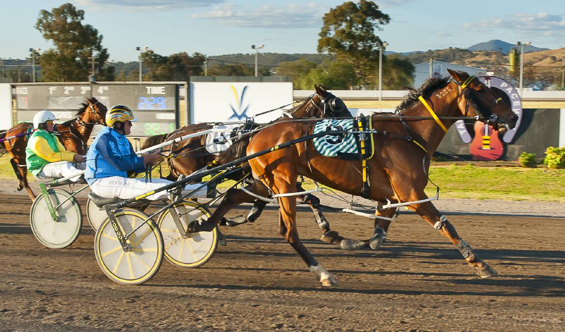 Top run: Mitch Faulkner driving Gottashopearly to a win at the last Tamworth meeting before heading to Albion Park with Onedin Highlander.  Photo: PeterMac Photography