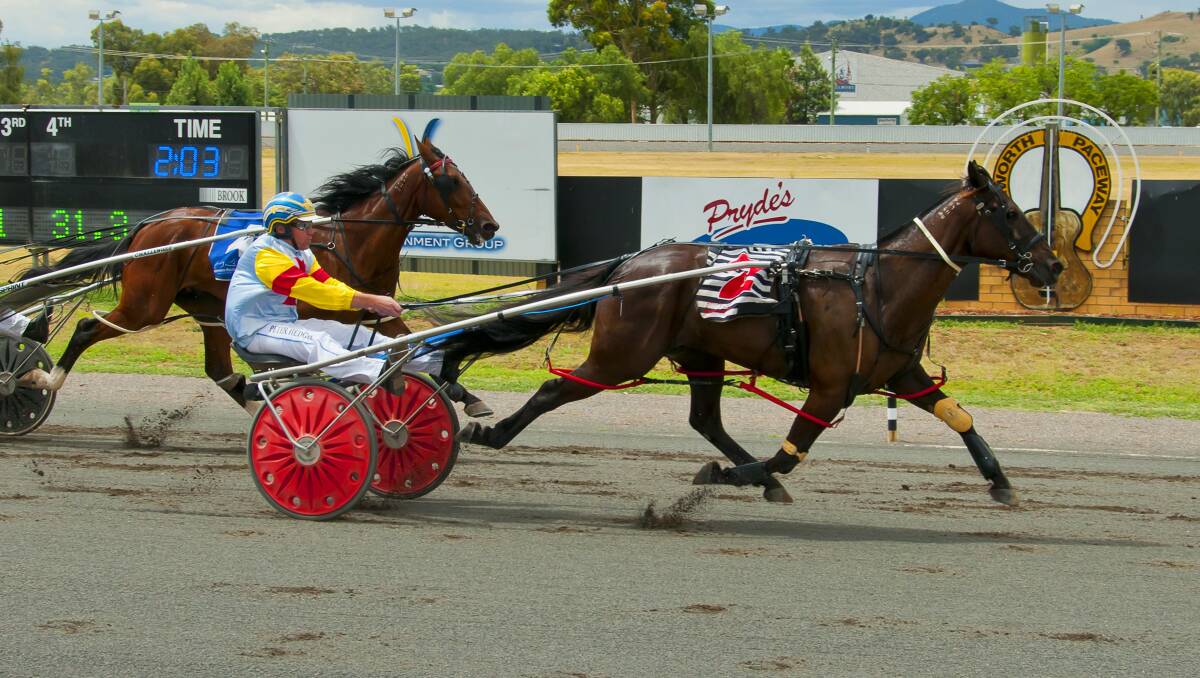 What a star: McArdle Star, pictured winning recently at Tamworth, will be one of five starters for the Shepherdson stable at Sunday's Narrabri meeting. 
