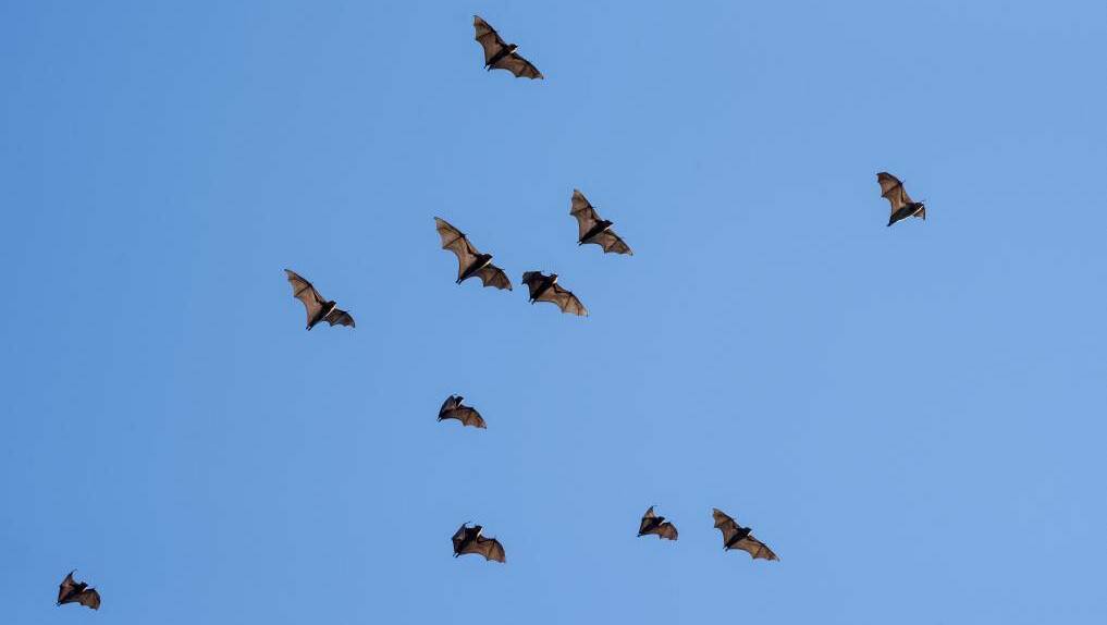NEW HEIGHTS: Latest estimates have the local flying fox population at 140,000. Photo: Peter Hardin