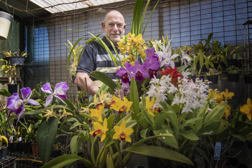 IN BLOOM: Jack van Hest and other orchid growers have battled through tough conditions this winter. Photo: Peter Hardin 170918PHC006