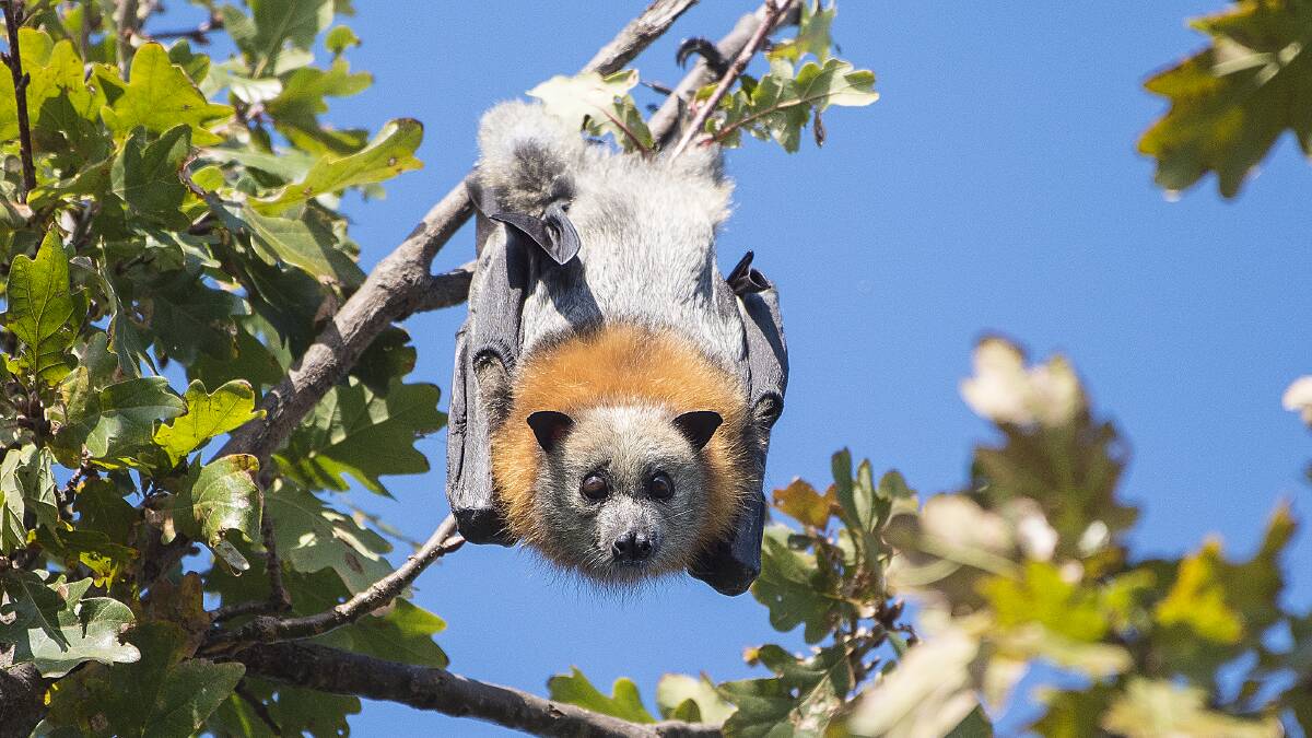 FLYING AWAY: A recent count found Tamworth's flying fox population has dropped below 80,000. Photo: Peter Hardin