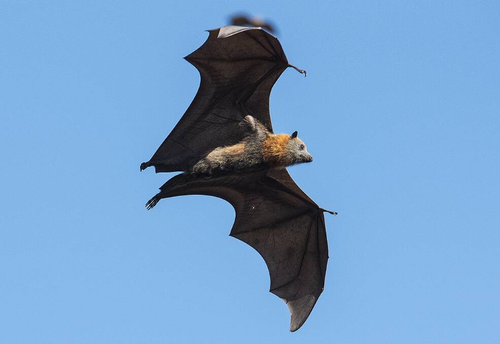 TAKING FLIGHT: Tamworth MP Kevin Anderson has called for some huge changes around flying fox management in Tamworth. Photo: Peter Hardin 300517PHD028