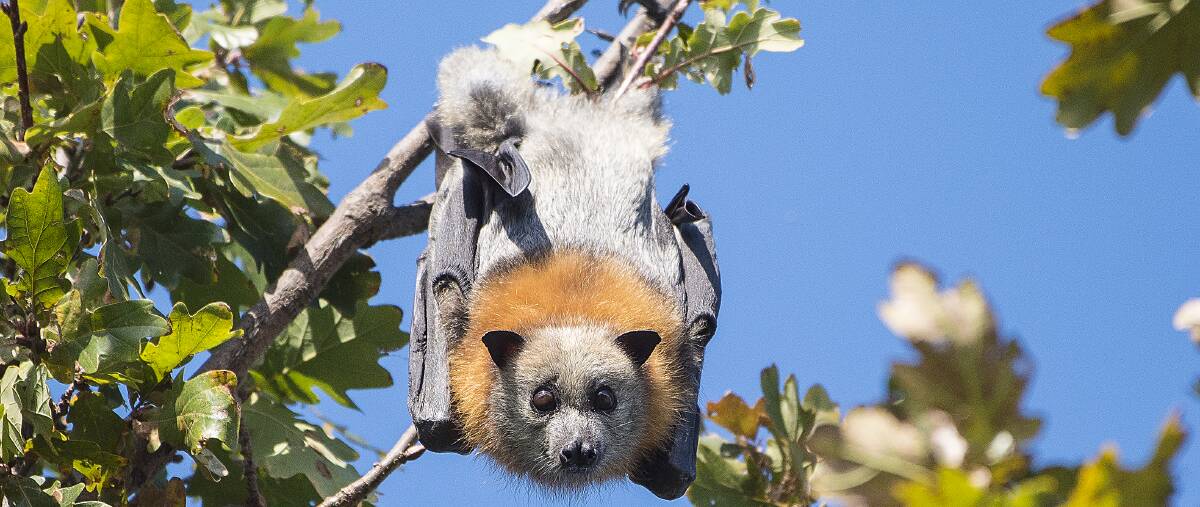 INFLUX: Tamworth Regional Council says the flying fox population along the Peel River has peaked at 100,000 over the last week. Photo: Peter Hardin 270517PHB048