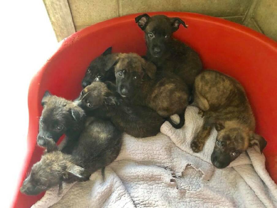 CALL FOR CARE: Seven puppies taken in by the Tamworth Pound. Photo: Facebook