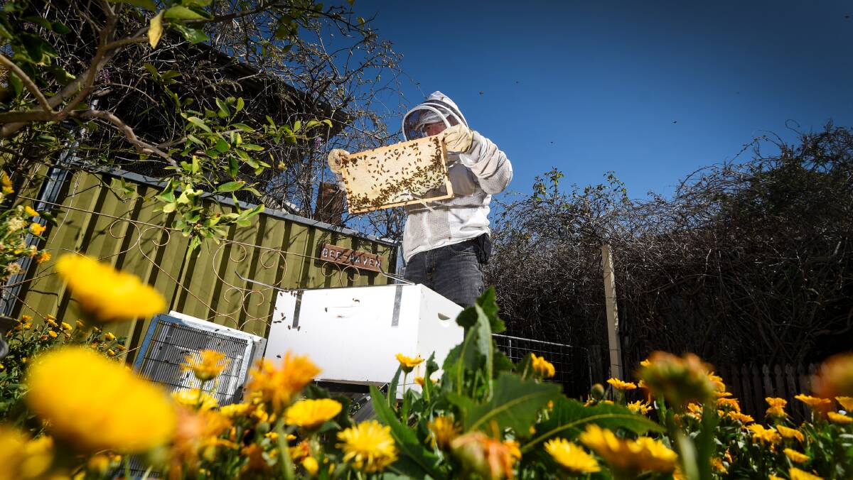 GETTING BUZZED: Tamworth beekeeper Tony Bradbery has been kept busy picking up a number of bee swarms around the region. Photo: Gareth Gardner 199017GGC01