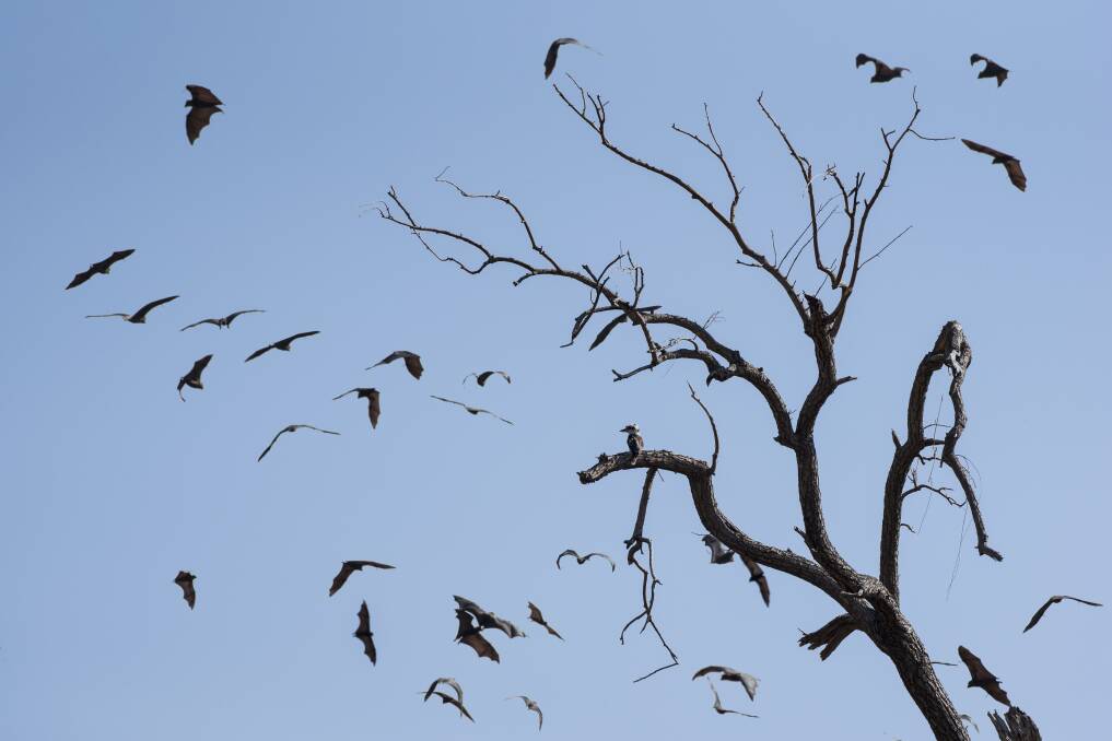 LIGHT ON: Ross Briggs says Tamworth flying fox population has halved to about 80,000. Photo: Peter Hardin 180917PHC045