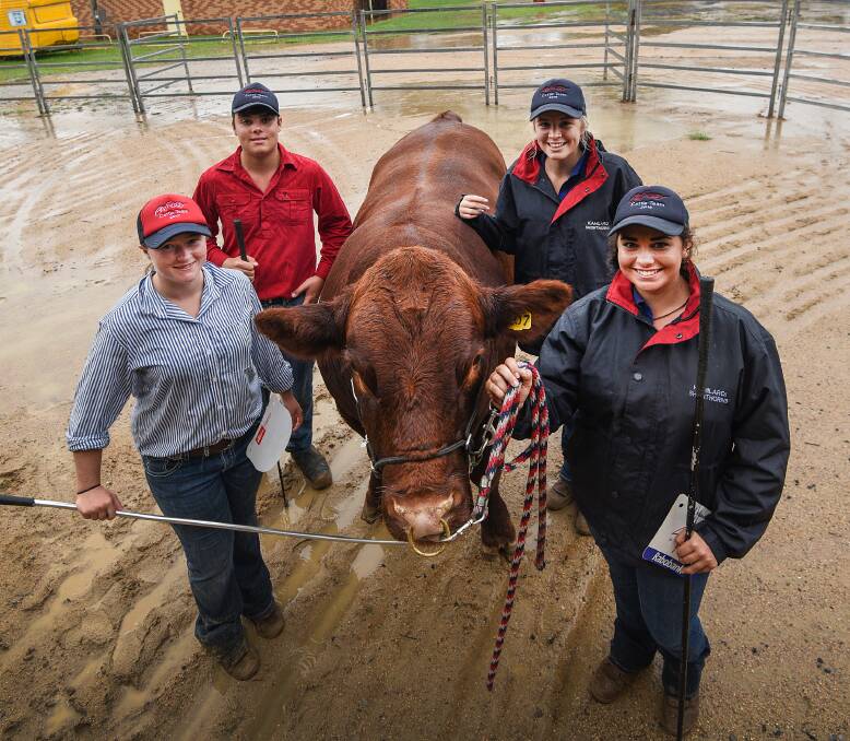 SHOWING OFF: Clockwise from left Sarah Smith, Ben Cameron, Phoebe Berlyn and Piper Schillert with bull Kamilaroi Red Cloud at the Tamworth Show. Photo: Gareth Gardner 240317GGA21