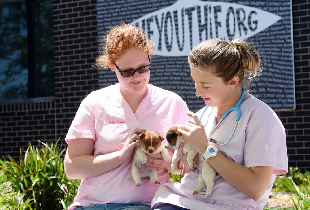 FUTURE NURSES: Elizabeth Pasolini and Rebecca Whitten with Jack Russell cross Silky pups at The Youthie. Photo: Gareth Gardner 021116GGA01
