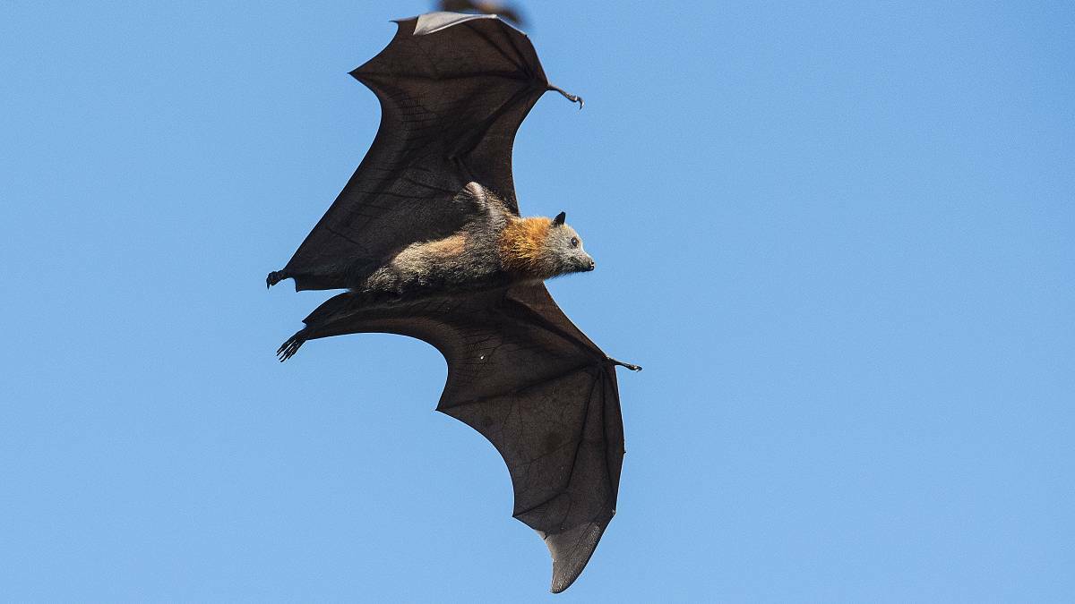 HARDER STANCE: Tamworth Regional Council readies for harder squeeze on government regarding the flying foxes. Photo: Peter Hardin