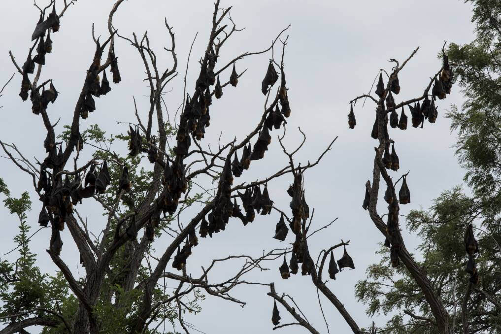 HAVE YOUR SAY: Flying foxes hanging out along the Peel River near King George V Ave. Photo: Peter Hardin 061216PHB016