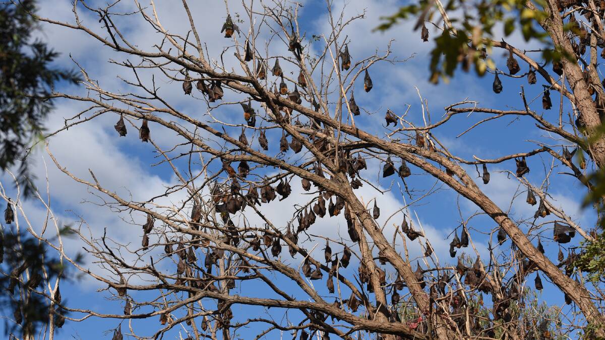 SHIFT WORK: Tamworth Regional Council will consider a plan to move flying-foxes camps across the Peel River. Photo: Gareth Gardner 150515GGD03