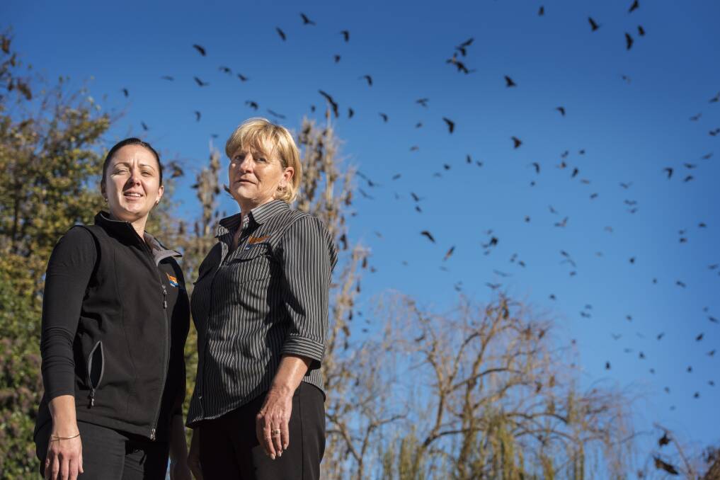 UNINVITED GUESTS: Paradise tourist park owner Taryn Judd and office manager Vicki Fenwick are concerned about the effect flying foxes could have on business. Photo: Peter Hardin 300517PHD026