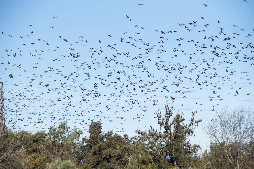 SKY HIGH: Group calls on EPA to test air quality in flying fox infested areas in the Tamworth region. Photo: Peter Hardin 300517PHD019