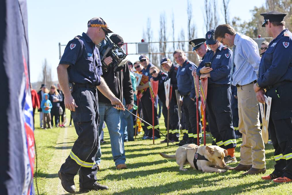 BUSTED: Tamworth MP Kevin Anderson was sniffed out by NSW Fire and Rescue accelerant detective dog Earl as a part of the Regional Firefighting Championships on Saturday. Photo: Gareth Gardner 130816GGC05