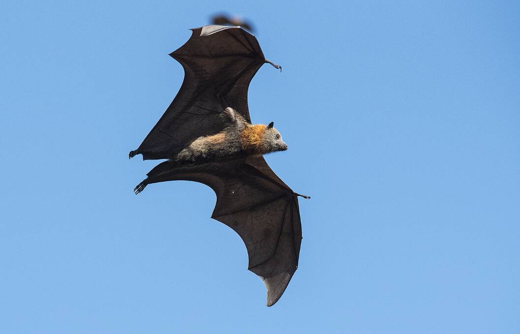 MAKING WAVES: Tamworth's flying fox colony is now making noise around the nation. Photo: Peter Hardin