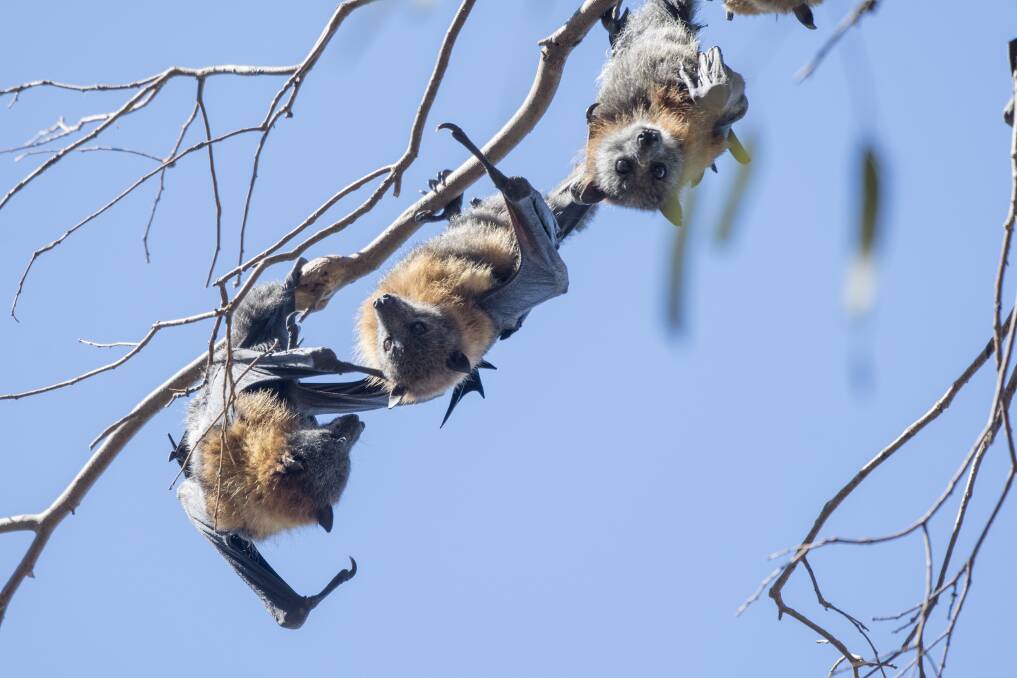 HANGING OUT: Tamworth's flying fox population has decreased considerably in recent weeks due to heat and a lack of food. Photo: Peter Hardin 020919PHC021