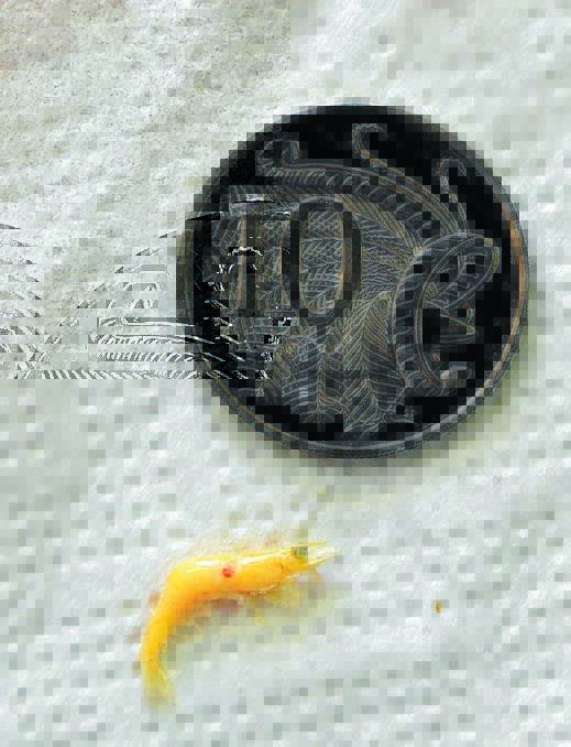 Glowing shrimp found in the Peel River compared with the size of a 10 cent coin. Photo: Gareth Gardner 190215GGJ01