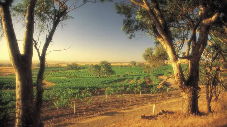 Enough on your plate: Eden Valley vineyard.