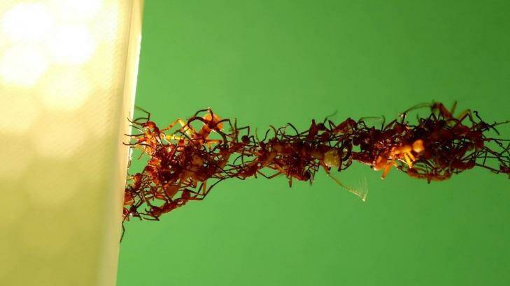 Twisting and turning, ants build another living bridge of bodies. Photo: Chris Reid