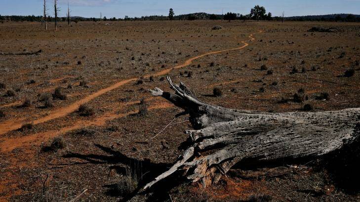 Old land clearing on a property near Cobar in central western NSW, an area with limited on-ground vegetation data. Photo: Brendan Esposito