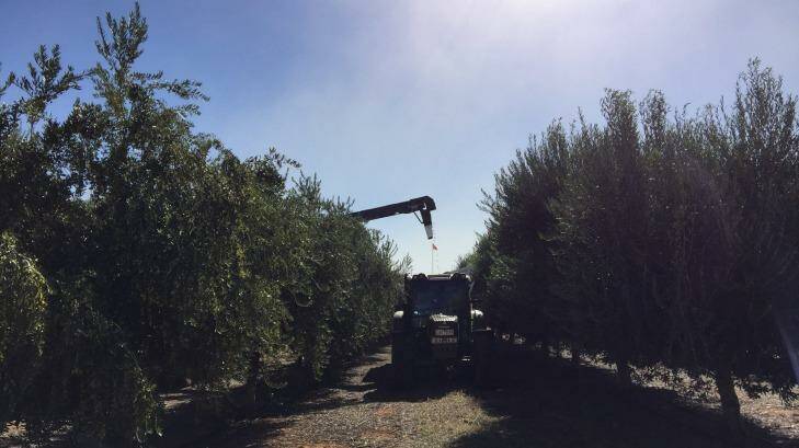 At Cobram Estate groves, freshly-picked olives must be sent to the processing plant in two hours to maintain quality. Photo: Esther Han