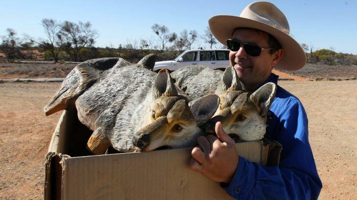 Conservation biologist Dr Mike Letnic with a box of animal decoys used to study the response of native animals. Photo: Peter Rae
