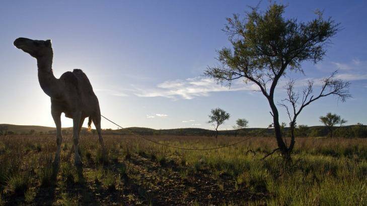 Camel at dawn in the northern Flinders Ranges. Photo: Andrew Bain