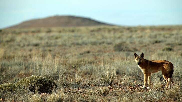 A startling discovery: Commonly believed to be a breed of wild dog, scientists now consider the dingo to be a species in its own right. Photo: Neil Newitt