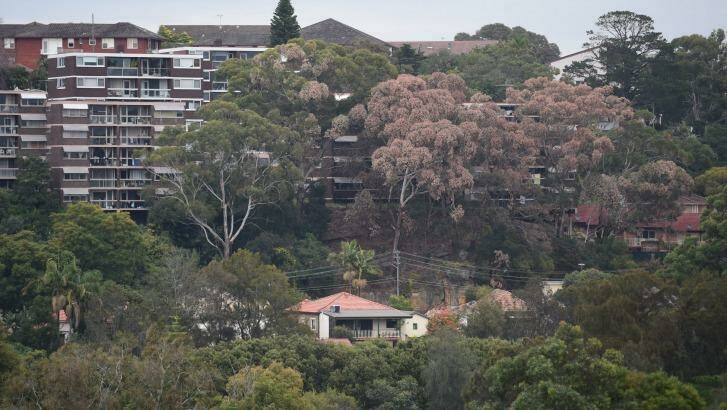 Neighbours said it was hard not to notice the brown trees. Photo: Nick Moir