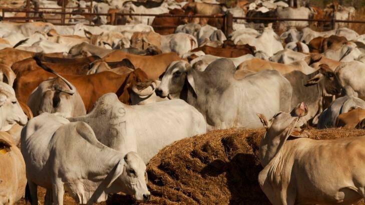 Northern Territory farmers are now scrambling to find a market for about 150,000 head of cattle.  Photo: Glenn Campbell