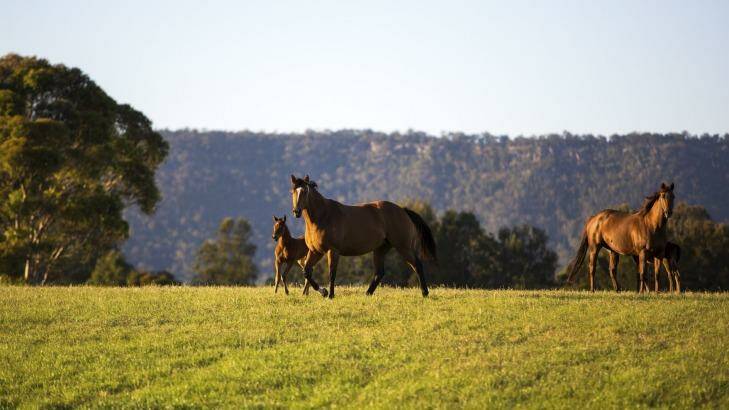 Threatened ground: Horses at the Coolmore Stud in the Hunter Valley.
 Photo: Tanya d'Herville