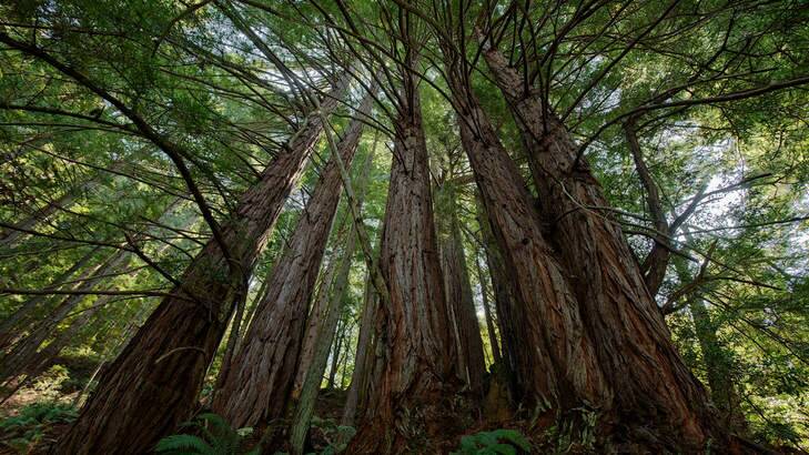 Standing tall: a Redwood grove.
