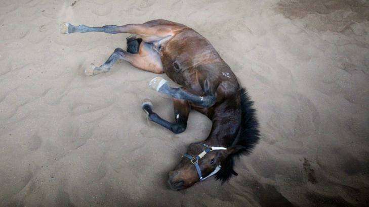 Tthe gelding Dan Excel in the roll after a workout. Photo: Peter Rae