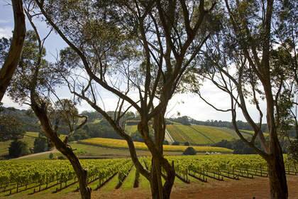 In demand: Vineyard-suitable land on the Mornington Peninsula is highly sought-after. Photo: Supplied