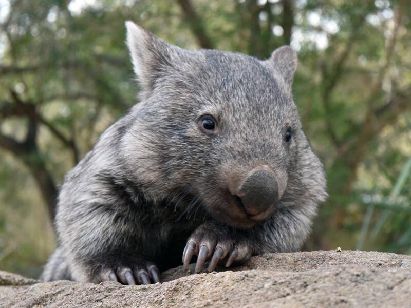 Australia's best-known wombat, George has been moved to Ceder Creek Wombat Sanctuary (File).