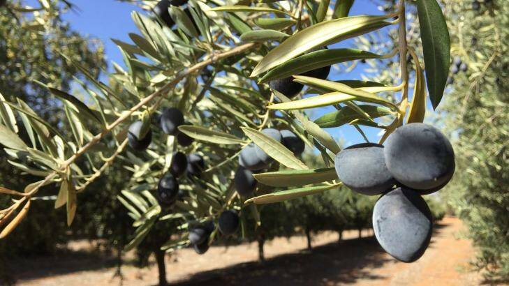 Olive oil harvesting has begun at Cobram Estate Groves in Boundary Bend, Victoria. Photo: Esther Han