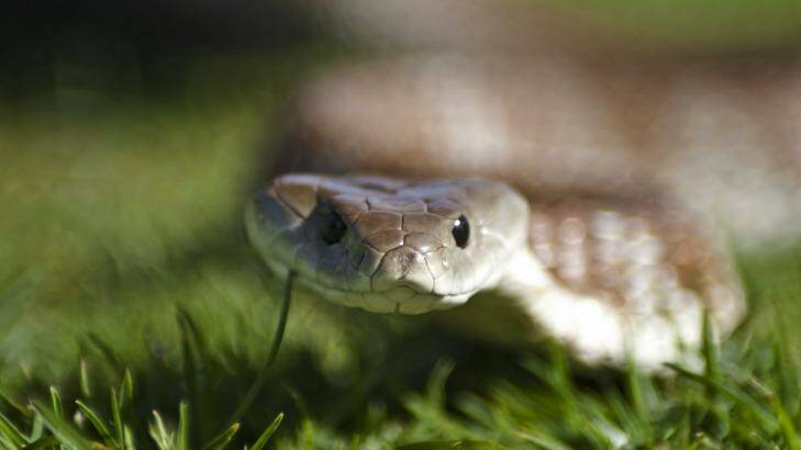 A tiger snake found in a backyard. Photo: Yanni