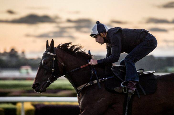 Hugh Bowman who is the jockey who is riding the legendary race horse Winx at early morning track work who will be attempting it's 17th win in a row when it races at Rosehill.
6th April 2017.
Photo: Steven Siewert Photo: Steven Siewert
