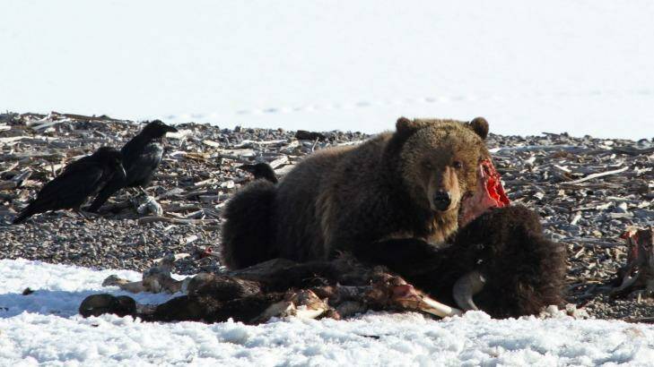 Grizzly bear on bison carcass near Yellowstone Lake. Photo: US National Parks Service