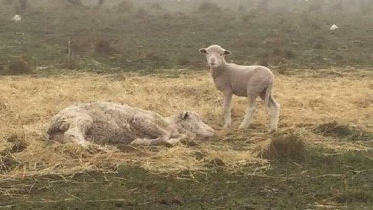 The RSPCA claims the inspector found a small amount of poor-quality pasture hay, with three sheep lying in it, at the man's property, and one with a lamb attempting to suckle. Photo: RSPCA