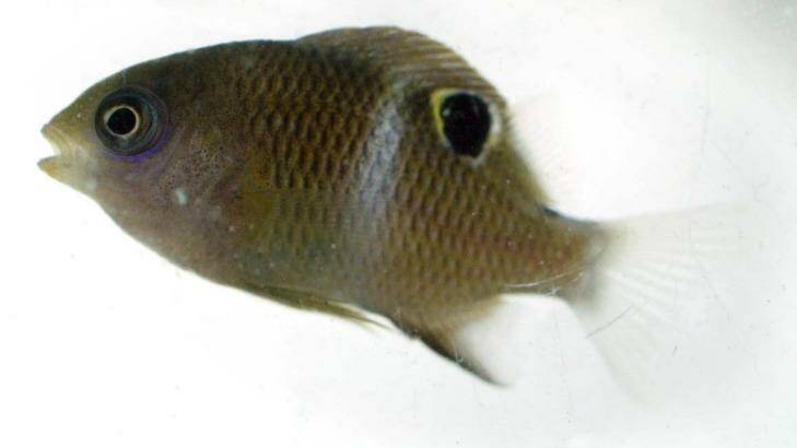 Damselfish in distress: A study has shown that exposure to higher carbon dioxide levels has a negative impact on various aspects of fish behaviour. Photo: Edwina Pickles